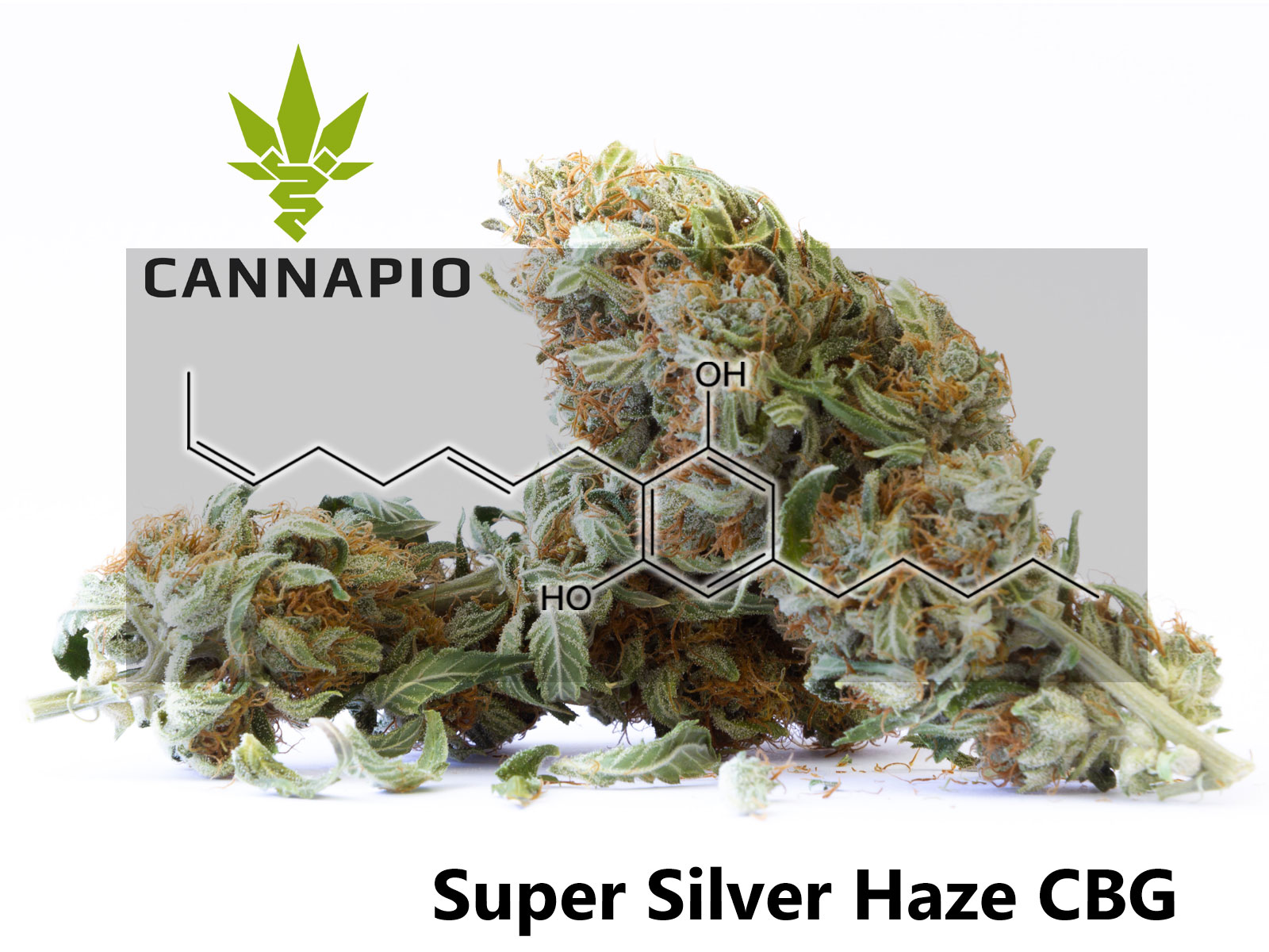 CBG konopné květy Cannapio Super Silver Haze CBG